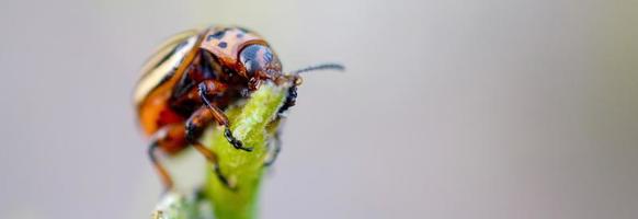 Colorado potato beetle Leptinotarsa decemlineata crawling on potato leaves photo