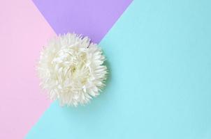 White Chrysanthemum flower on pastel blue pink and lilac background top view photo