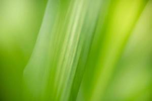 Abstract background nature of green leaf on blurred greenery background in garden. Natural green leaves plants used as spring background cover page greenery environment ecology lime green wallpaper photo