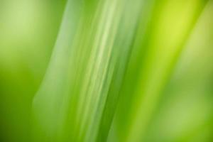 Abstract background nature of green leaf on blurred greenery background in garden. Natural green leaves plants used as spring background cover page greenery environment ecology lime green wallpaper photo