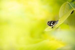 Close up Nature of butterfly of green leaf on blurred greenery background in garden. Natural green leaves plants used as spring cover page greenery environment ecology lime green wallpaper photo