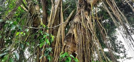 raíces del árbol de higuera foto