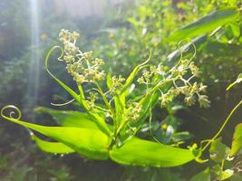 green leaves of unique flowers photo