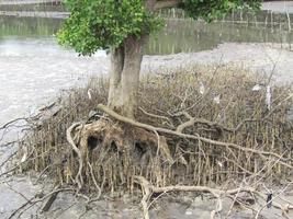 Plants on the edge of the sea eroded by the waves photo