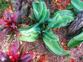 green leaves of unique flowers photo