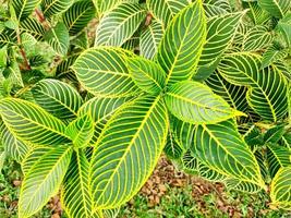 unique white green leaves photo
