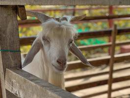 Goat on the farm Pro Photo