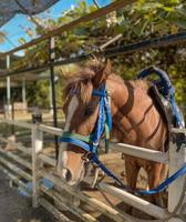 Horse in the stable Prp photo