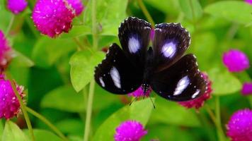 långsam rörelse av en fjäril i en blomma trädgård. video
