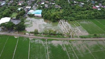 Aerial view of rice fields or agricultural areas affected by rainy season floods. Top view of a river overflowing after heavy rain and flooding of agricultural fields. video