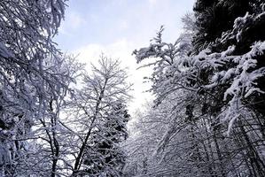 Scenery of forest valley dreamscape Hallstatt winter snow mountain landscape leads to the old salt mine of Hallstatt, Austria photo