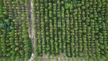 antenne visie van eucalyptus plantage in Thailand. top visie van groen eucalyptus Woud. video