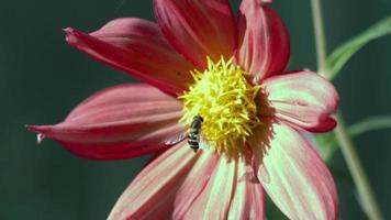 een insect zweefvlieg vloog Aan een rood dahlia bloem Aan een zomer dag video