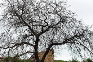 árbol de acacia desnudo con fondo de cielo azul foto