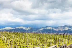 empty vineyard in Etna region in spring photo