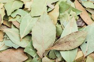 dried green bay leaves close up photo