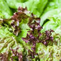 hojas verdes frescas de lechuga lollo rosso de cerca foto