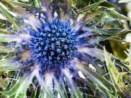 blue Thistle eryngium flower close up photo