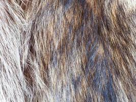 hairs of raccoon fur close up photo