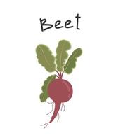 beetroot illustration. Cartoon, hand drawn illustration of root vegetable. Icon for menu, site, web, culinary publics. vector