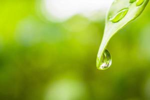 rain water drop on green leaf closeup natural background photo