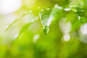 rain water drop on green leaf closeup natural background photo