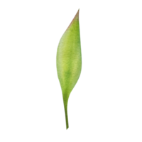 feuille verte aquarelle png