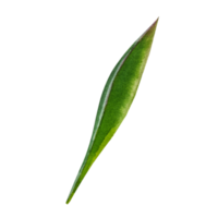 waterverf groen blad png