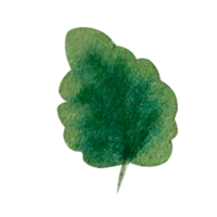 Watercolor green leaf png