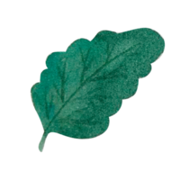 folha verde aquarela png