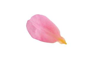 Pink rose petals isolated on white background with clipping path photo