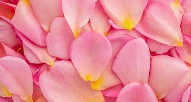 beautiful pink rose petals for Valentines day background top view photo