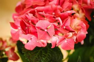 A selective focus shot of red hydrangea photo