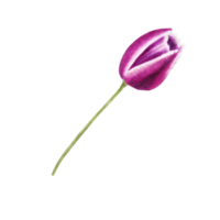 Watercolor pink tulips png