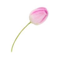 tulipes roses aquarelles png