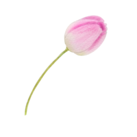 Watercolor pink tulips png