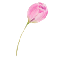 waterverf roze tulpen png