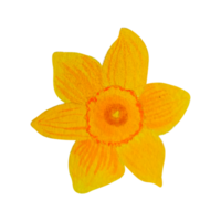 acuarela flor de primavera narciso png