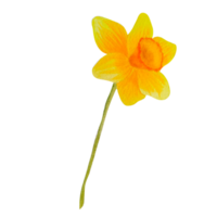 acuarela flor de primavera narciso png