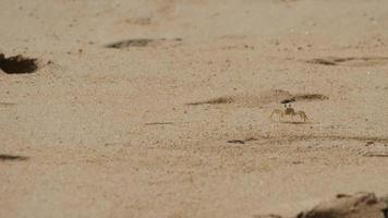 crabe de sable court dans le sable de gauche à droite. concept de tourisme et de voyage. vacances sur une île tropicale video