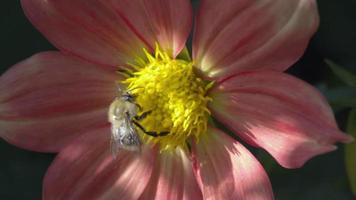 Bee collects nectar on red flower in summer garden video