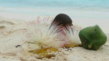 Nahaufnahme von Blumen und Früchten von Barringtonia Asiatica auf weißem Sand vor dem Hintergrund des Ozeans. Fischgiftbaum. video
