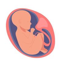 Human embryo inside, infant, small child vector