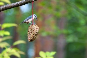 trepador azul, observado en un corazón alimentador alimentándose en el bosque. pequeño pájaro blanco gris foto