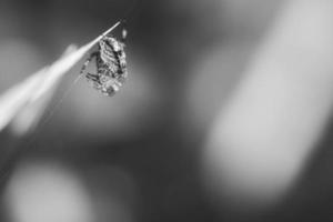 araña cruzada en blanco y negro fotografiada acurrucada con presa en una brizna de hierba foto