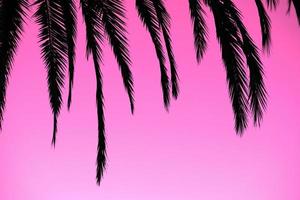 palm tree leaves silhouette on pink photo