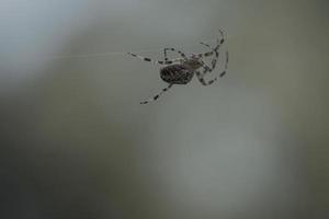 Cross spider crawling on a spider thread. A useful hunter among insects.Blurred photo