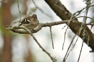 pinzón joven en una rama en el bosque. plumaje marrón, gris, verde. pájaro cantor foto