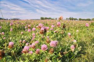 Clover field on a meadow. Flower meadow in green and pink. Plants from nature. photo