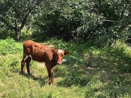 Little red cow, beef in village. photo